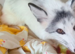 娱乐吃瓜丫狐狸,揭秘网红丫狐狸的幕后故事