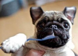 娱乐吃瓜酱小孩扇狗狗嘴巴子