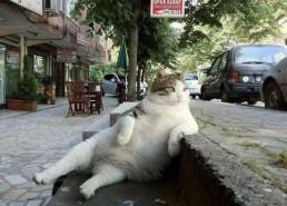 娱乐吃瓜酱给猫照相,猫咪写真集