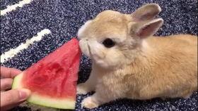 兔兔吃瓜娱乐的微博,揭秘娱乐圈幕后故事