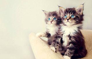 娱乐吃瓜小猫咪视频大全,盘点全网最火的吃瓜小猫咪视频合集