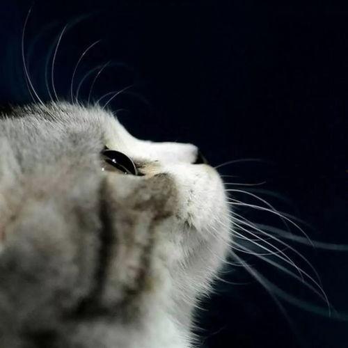 娱乐吃瓜小猫咪视频大全,盘点全网最火的吃瓜小猫咪视频合集