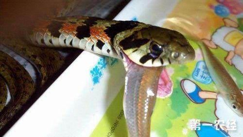 娱乐吃瓜酱大胖蛇